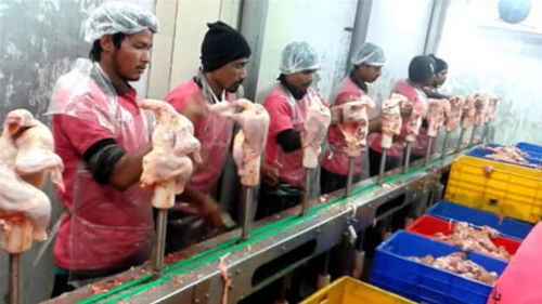 加工厂是怎么处理鸡肉的 3分钟切完30只鸡
